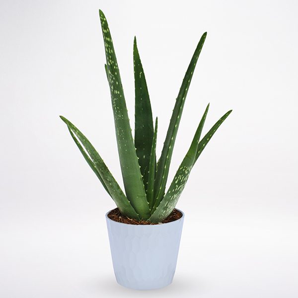 Aloe Vera | Gift Plant For All Occasion |Juneflowers.com