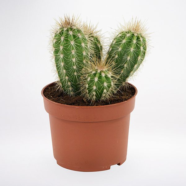 Graft Cactus for Sale| Buy Cactus Online| Moon Cactus for Sale