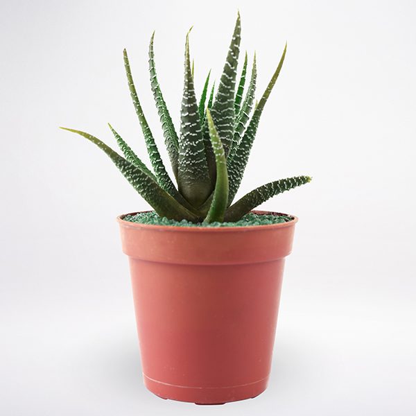 Buy Send Haworthia Plant Online Plants Delivery Orde Now At Juneflowers