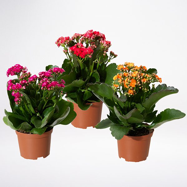 send Now Kalanchoe Plant | Online Plants Delivery | JuneFlowers