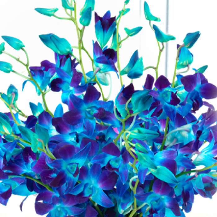 ORCHID BLUES Store Online – Buy ORCHID BLUES products online in India. -  Ajio