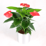 Anthurium plant | JuneFlowers.com