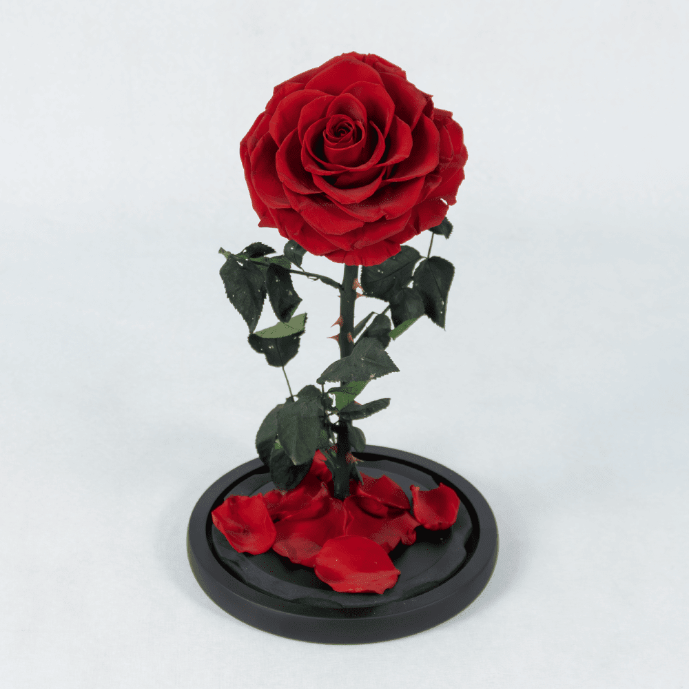 Blood Moon- Preserved Rose : Explore Preserved Flower in Bangalore ...