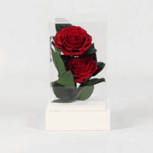 Ruby Radiance - Preserved Rose : Explore Preserved Roses in Bangalore | Order Now at June Flowers